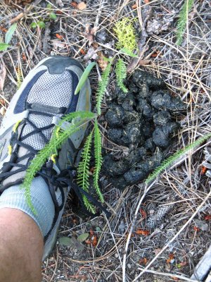  Coyote  Scat  ( I think??)