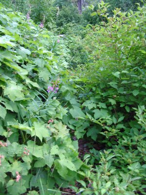  View Of OverGrown Mad River Trail ( Slow Going And Can't Really Say, Watch Of Step)