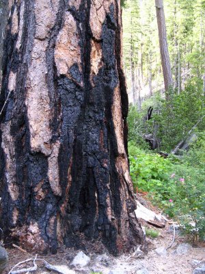  Ponderosa Pine Burnt But Not Dead.