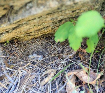  Small Rock Lege With Hidden Nest