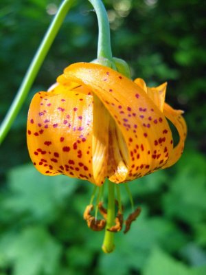  Macro Of Tiger Lilly