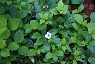  Lone Flower  On Forest Floor