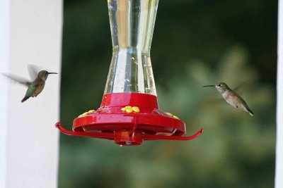 So Fun To Watch,,, Please Don't Dye Your Feeder Water!!!