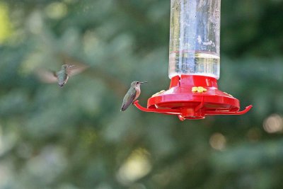 My Humming Birds