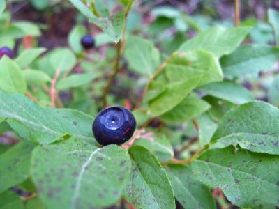  Huckleberries Allow You To  Graze Your Way Down The Trail