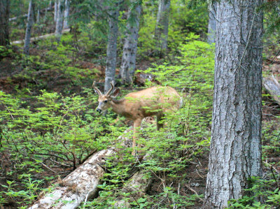 Late Evening  Visitor Walking Into Camp