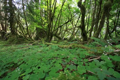 Hoh River Forest Floor