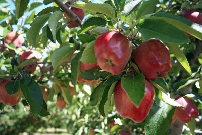 Entiat Is Pear And Apple Country