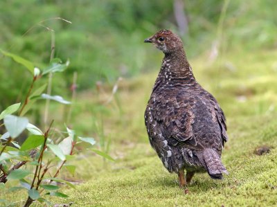  Mother  Ruffled Grouse Waiting For Her Young