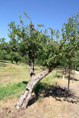 Old  Buckner Orchard  Apple Tree On It's Last Legs