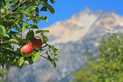  Apple's  In Buckner Orchard  With Mountain Backdrop