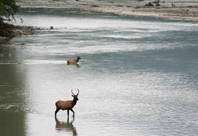 Spike Elk Crossing Cowlitz River Near Packwood