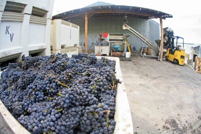 Grape Bin Ready For Hopper