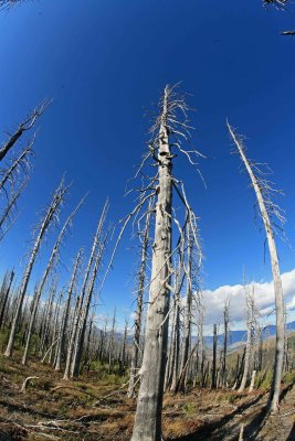   Dead Forest  Near Sugarloaf Summit, ( Ghosts Of Former Forest)