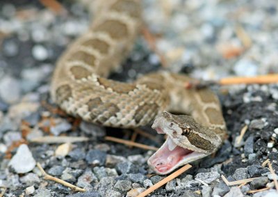  Bite Me ( Rattlesnake OutOn Cool October Day )