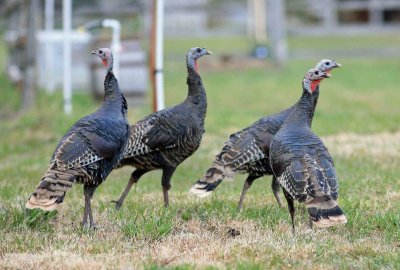  Flock Of  Wild Turkeys Near Town Of Ardenvoir