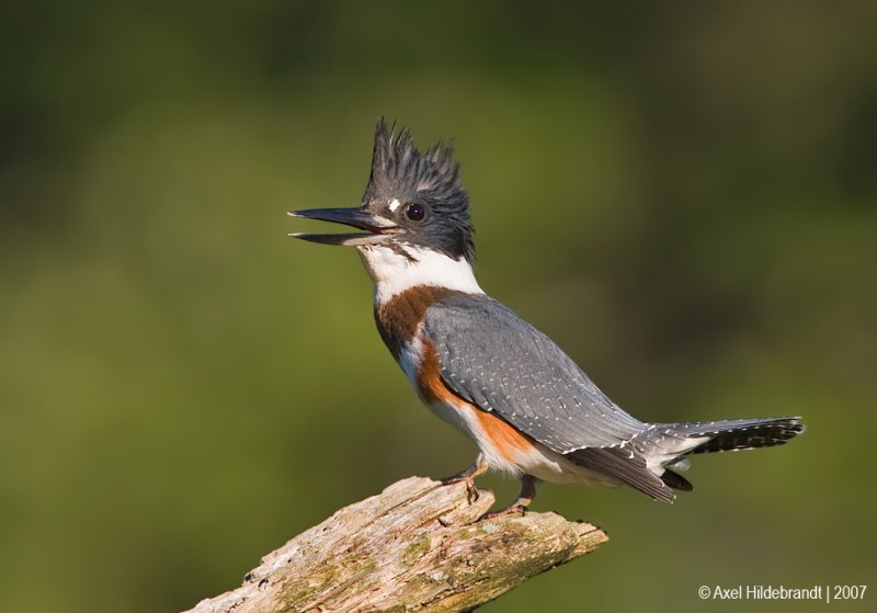 BeltedKingfisher24c3436.jpg