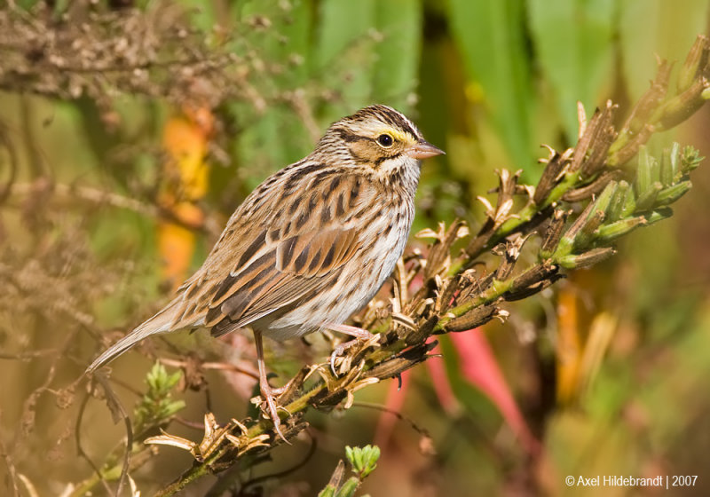 SavannahSparrow03c1308.jpg