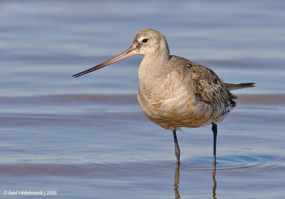 HudsonianGodwit04c.jpg