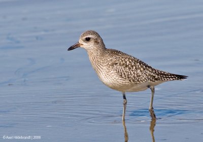 Black-belliedPlover07c.jpg