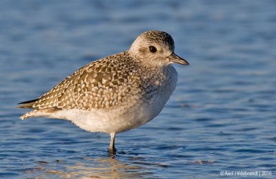Black-belliedPlover08c.jpg