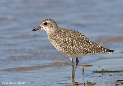 Black-belliedPlover09c.jpg