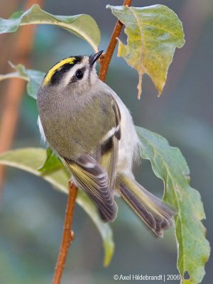 Golden-crownedKinglet01c.jpg