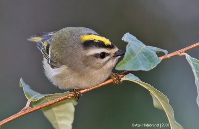 Golden-crownedKinglet02c.jpg