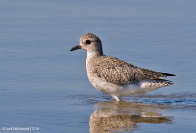 Black-belliedPlover10c.jpg