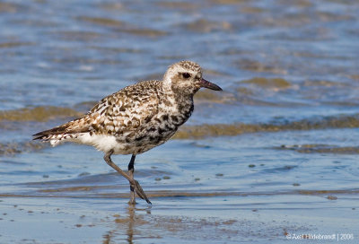 Black-belliedPlover11c.jpg