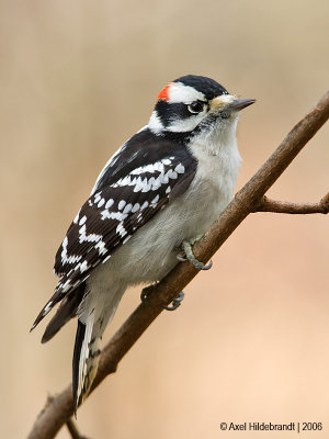 DownyWoodpecker82c.jpg