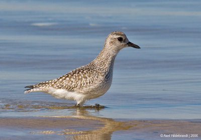 Black-belliedPlover12c.jpg
