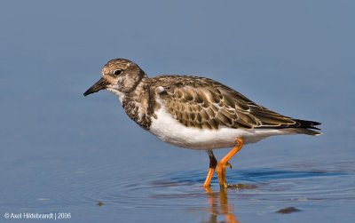 RuddyTurnstone11c.jpg