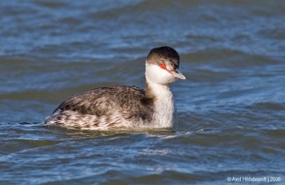 HornedGrebe01c.jpg