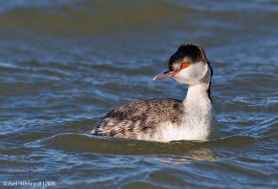 HornedGrebe02c.jpg