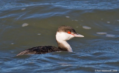 HornedGrebe03c.jpg