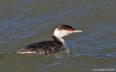 HornedGrebe04c.jpg