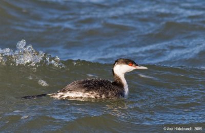 HornedGrebe05c.jpg
