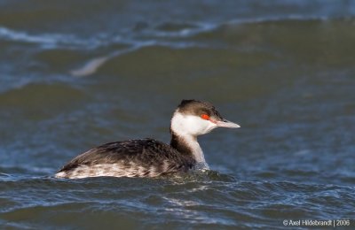 HornedGrebe06c.jpg