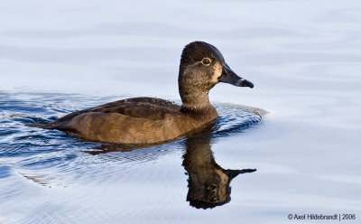 Ring-neckedDuck01c.jpg