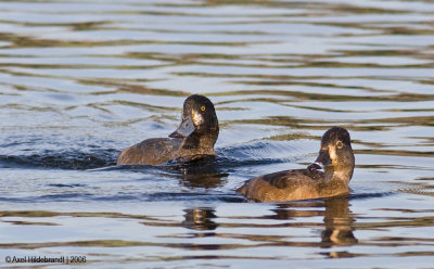 Ring-neckedDuck-GreaterScaup02c.jpg