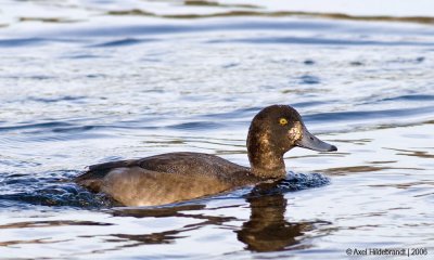 GreaterScaup03c.jpg