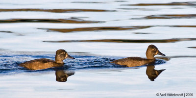 Ring-neckedDuck03c.jpg