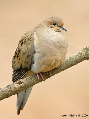 MourningDove42c.jpg