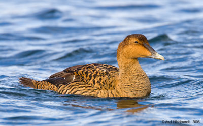 CommonEider01c.jpg