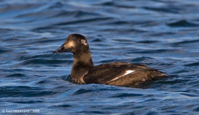 White-wingedScoter03c.jpg