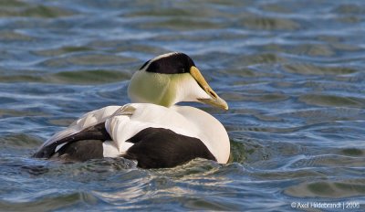 CommonEider07c.jpg