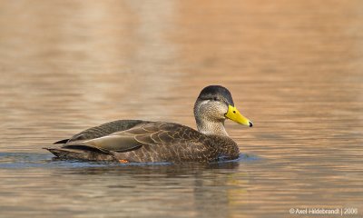 AmericanBlackDuck01c.jpg