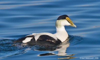 CommonEider08c.jpg