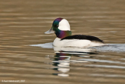 Bufflehead02c.jpg